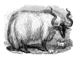 Spanische Schafe, 1848