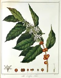 Zweig von Kaffee Coffea arabica mit Blüten und Bohnen, 1798