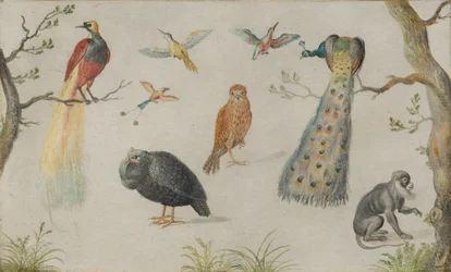 Studie von Vögeln und Affen, 1660-1670