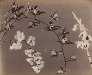 Studie von Orchideen