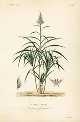 Zuckerrohr, Saccharum officinarum