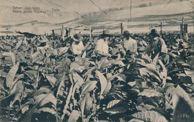 Tabaco bajo toldo. Schattengewachsener Tabak - Kuba, um 1900