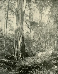 Der Baron, ein bekannter hoher Baum, 1901