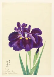 Der kämpfende Bär (Kuma Funjin), Nr. 12, ca. 1910