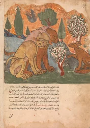 Der Löwenkönig, mit seiner Mutter, empfängt Dimna, Folio aus einem Kalila wa Dimna, 18. Jahrhundert