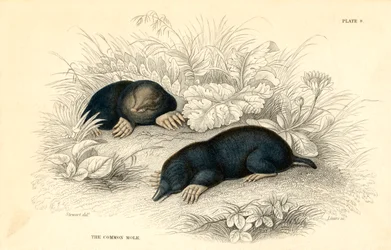 Der gemeine Maulwurf Talpa europaea, 1828