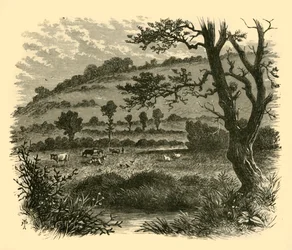 Thistledon, 1898
