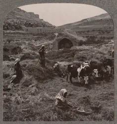 Getreide dreschen in der Nähe von Jacobs Brunnen, um 1900