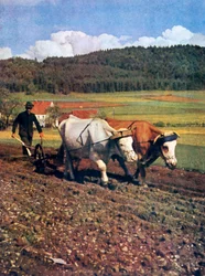 Tilling, Deutschland, 1943