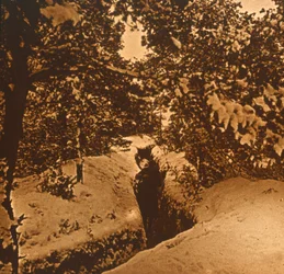 Schützengräben unter Tannen, ca. 1914-1918