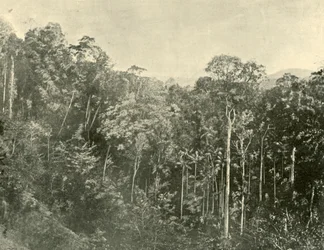 Tropische Sträucher, Blackall Range, Queensland, 1901