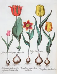 Tulpen, 1613