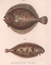 Steinbutt, Rhombus maximus, Gemeine Seezunge Solea vulgaris, ca. 1850er Jahre