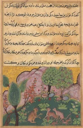 Tuti-Nama (Geschichten eines Papageis), Geschichte XXIX