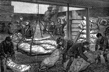 Entladen von gefrorenem Fleisch aus Australien, South West India Dock, Millwall, London, 1881