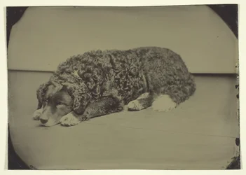 Ohne Titel Hund