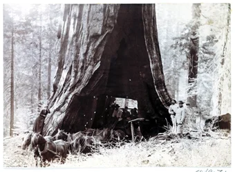 Wagen durch einen riesigen Baum, Nordamerika, um 1900