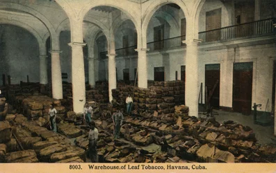 Lagerhaus für Tabakblätter, Havanna, Kuba, ca. 1910