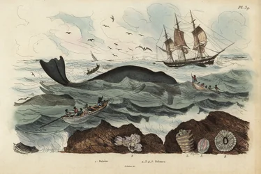 Walfänger jagen einen Nordatlantischen Glattwal, gefährdet, und Seepocken