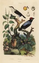Weißkragenpipra, Corapipo altera, Blauflügelpipra, Chiroxiphia pareola, Manchinelbaum, Hippomane mancinella, und Alraune, Mandragora officinarum