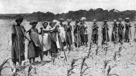 Frauen hacken ein Maisfeld, Südafrika, ca. 1923