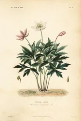 Buschwindröschen, Anemone nemorosa, Anemone sylvie