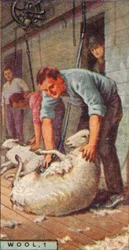 Wolle, 1. - Schafschur mit Maschinen, Australien, 1928