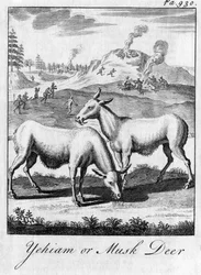 Yehiam oder Moschustier, ca. 18. Jahrhundert