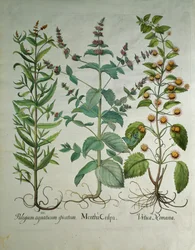 Minze: Mentha crispa