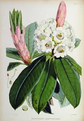 Rhododendron: Argenteum, aus 