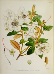 Rhododendron: Edgeworthi, aus 