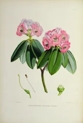 Rhododendron: Wallichii, aus 