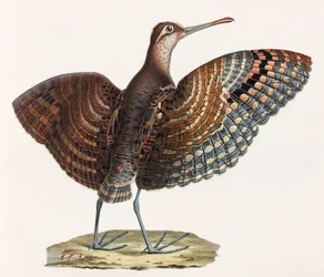 Eine Farbabbildung eines Vogels