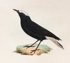 Eine Farbabbildung eines schwarzen Vogels mit weißem Schwanz