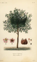 Achiote oder Lippenstiftbaum, Bixa orellana