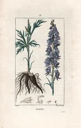 Aconit - Gravur von Lambert nach einer Zeichnung von Pierre Jean Francois Turpin (1775-1840), aus „La flore medicale, de Chaumeton, Poiret et Chamberet“, Paris 1830 - Eisenhut, Aconitum napellus, mit Blüten, Blättern und Wurzeln