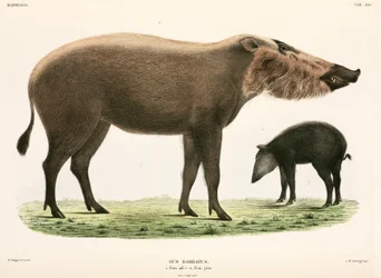 Erwachsener und junger Bartschwein, Indonesien