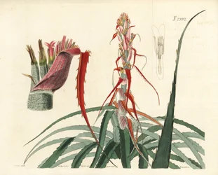 Aguava, Bromelia alsodes (Schmalblättrige Ananas, Bromelia sylvestris). Handkolorierter Kupferstich von Weddell nach einer botanischen Illustration von John Curtis aus William Curtis