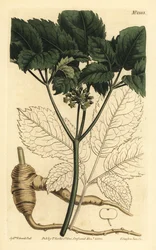 Amerikanischer Ginseng