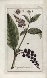 Amerikanische Traube oder Cayenne-Spinat oder Indien (Phytolacca decandra). Lithographie aus „Afbeelding der Artseny-Gewassen“ von Johannes Zorn (1739-1799), Niederlande