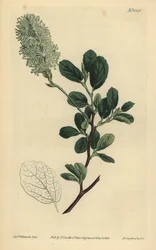 Amerikanische Zaubernuss, Fothergilla gardenii (Blunt-leaved Fothergilla, Fothergilla alnifolia obtusa)