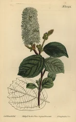 Amerikanische Zaubernuss