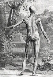 Anatomische Illustration