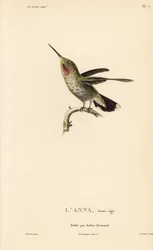 Annas Kolibri, Calypte anna (Ornismya anna), Jungtier. Handkolorierter Stahlstich von Coutant nach einer Illustration von Jean-Gabriel Pretre aus Rene Primevere Lessons Natural History of the Colibri Genus of Hummingbirds.