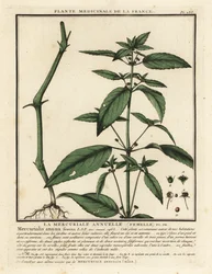 Einjähriges Bingelkraut, Mercurialis annua
