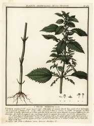 Einjährige Brennnessel, Urtica urens