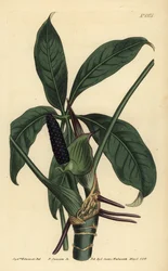Anthurium palmatum (Fünfblättriger Pothos, Pothos pentaphylla)