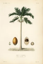Betelnusspalme