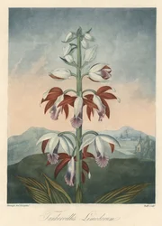Asiatische Orchideenvarietät. Radierung, aus The Temple of Flora, von Dr. Robert Thornton (1768-1837).