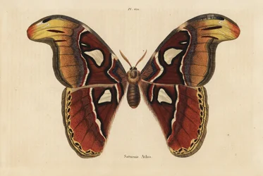Atlas-Seidenspinner, Attacus atlas